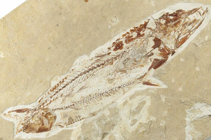 Cretaceous Predatory Fish (Eurypholis) Fossil - Hakel, Lebanon #200686